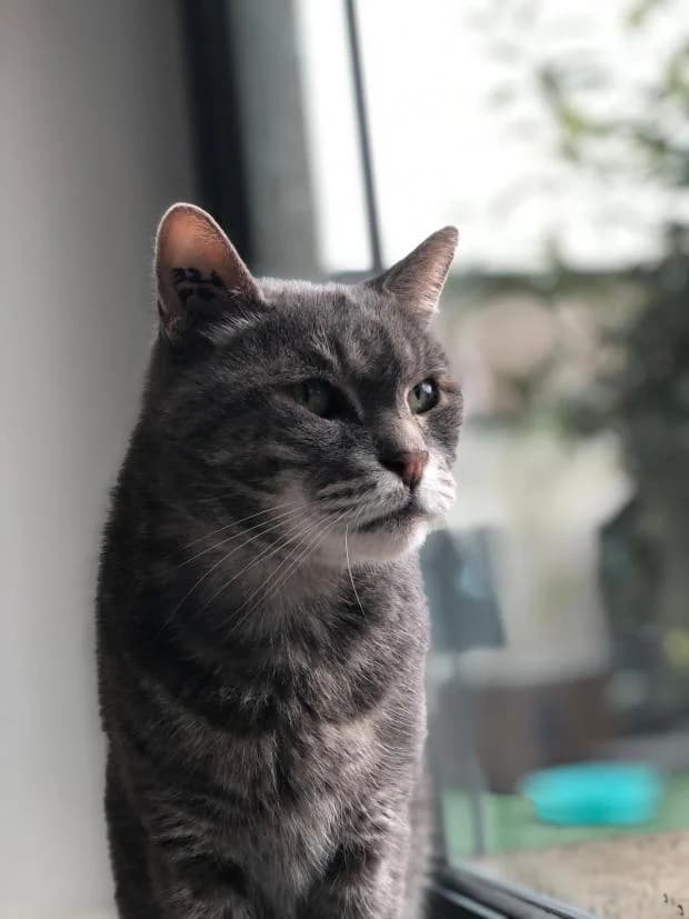 Polux, male European Shorthair for adoption at Fondation Brigitte Bardot, Paris