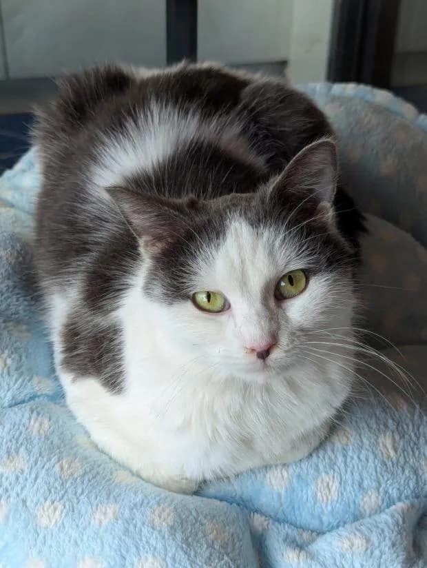 Prophetie, female European Shorthair for adoption at Fondation Brigitte Bardot, Paris