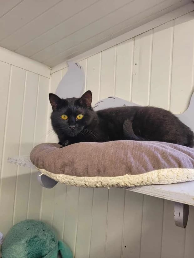 Tamara, female European Shorthair for adoption at Fondation Brigitte Bardot, Paris