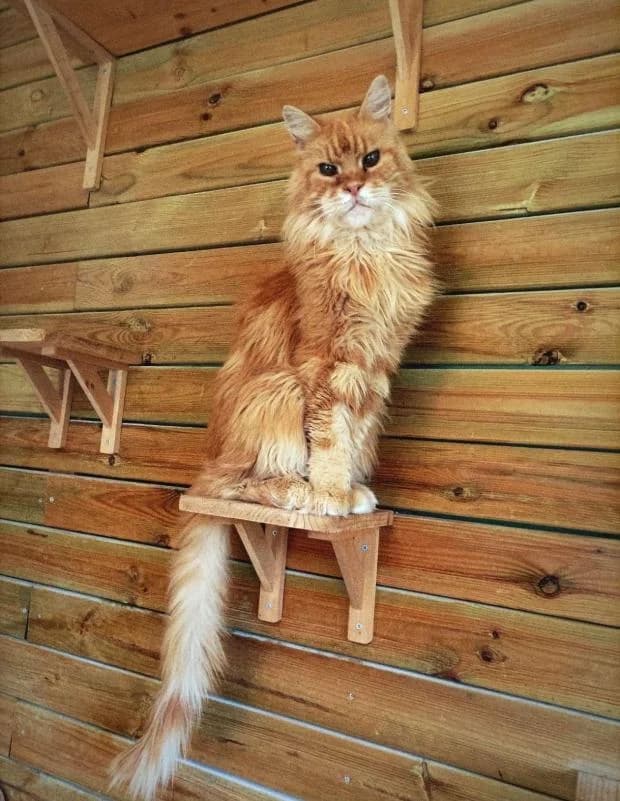 Gazou, male Maine Coon for adoption at Fondation Brigitte Bardot, Paris