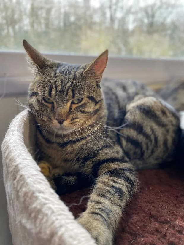 Happy, female European Shorthair for adoption at Fondation Brigitte Bardot, Paris