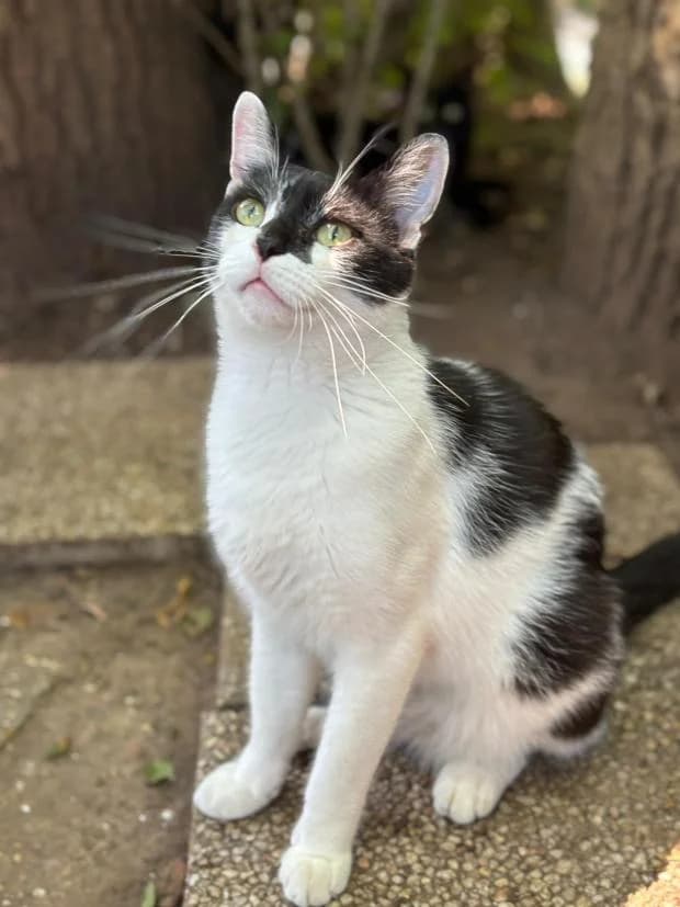 Hawai, European Shorthair (Fondation Brigitte Bardot)