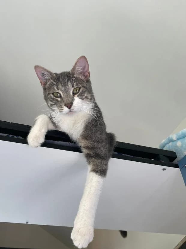 Damas, European Shorthair (Fondation Brigitte Bardot)