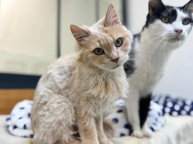 Kamelia, female European Shorthair for adoption at Fondation Brigitte Bardot, Paris