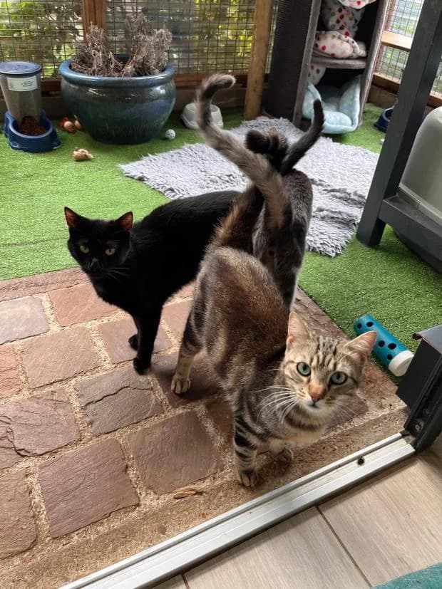 Uriso, European Shorthair (Fondation Brigitte Bardot)
