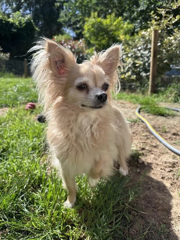 Rita, Mixed Breed (Fondation Brigitte Bardot)