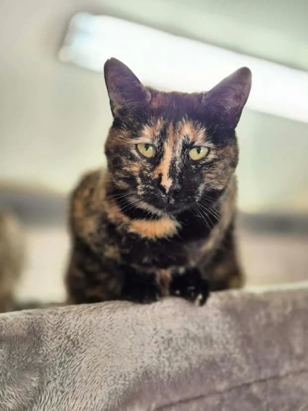Crumble, European Shorthair (Fondation Brigitte Bardot)