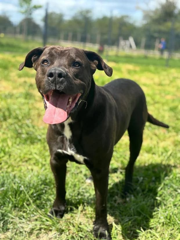 Riouk, Mixed Breed (Fondation Brigitte Bardot)