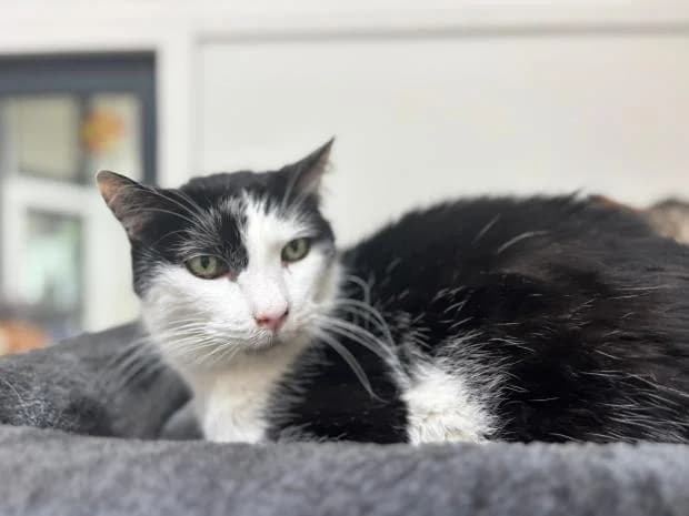 Domino, European Shorthair (Fondation Brigitte Bardot)