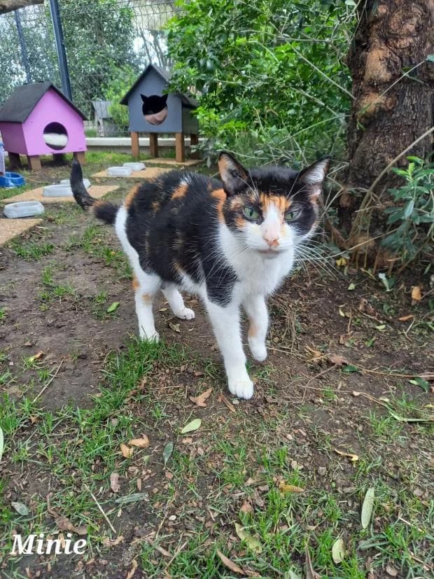 Minnie, European Shorthair (Fondation Brigitte Bardot)