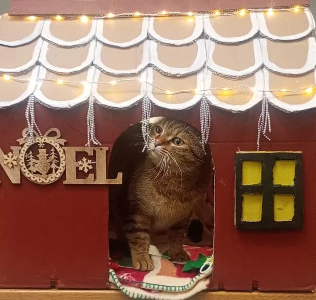 Helena, female European Shorthair for adoption at Fondation Brigitte Bardot, Paris