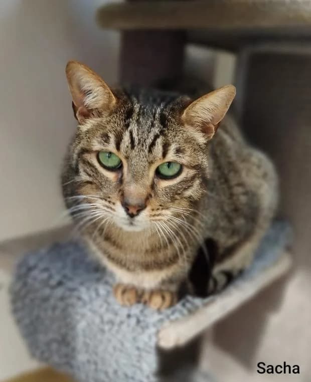Sacha, European Shorthair (Fondation Brigitte Bardot)