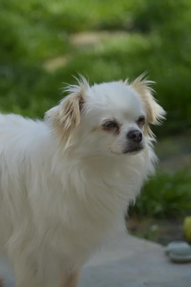 Berlin, male Mixed Breed for adoption at Fondation Brigitte Bardot, Paris