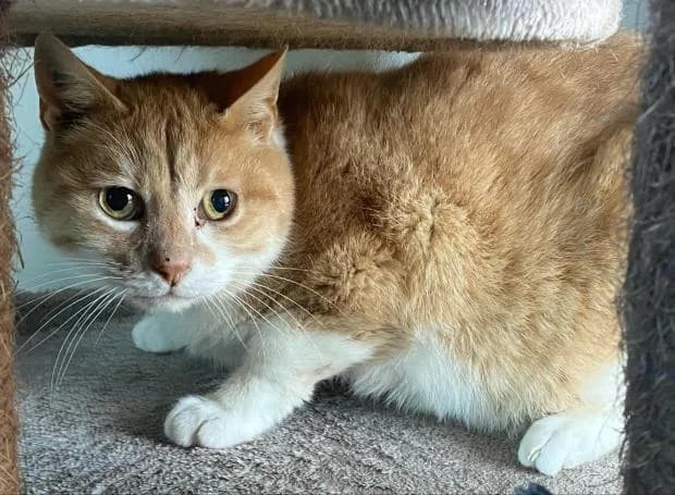 Petit Minou Alias Mimi, male European Shorthair for adoption at Fondation Brigitte Bardot, Paris