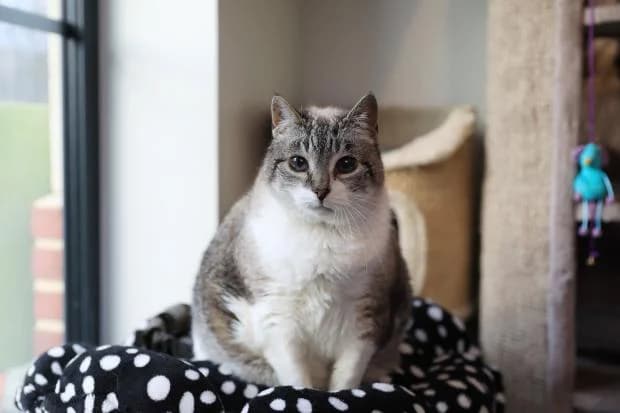 Bibi, female Siamese for adoption at Fondation Brigitte Bardot, Paris