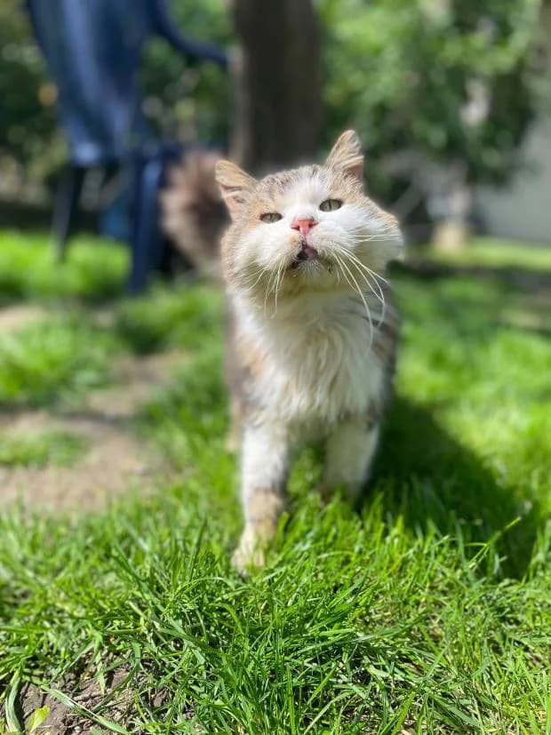 Zebulon, Mixed Breed (Fondation Brigitte Bardot)