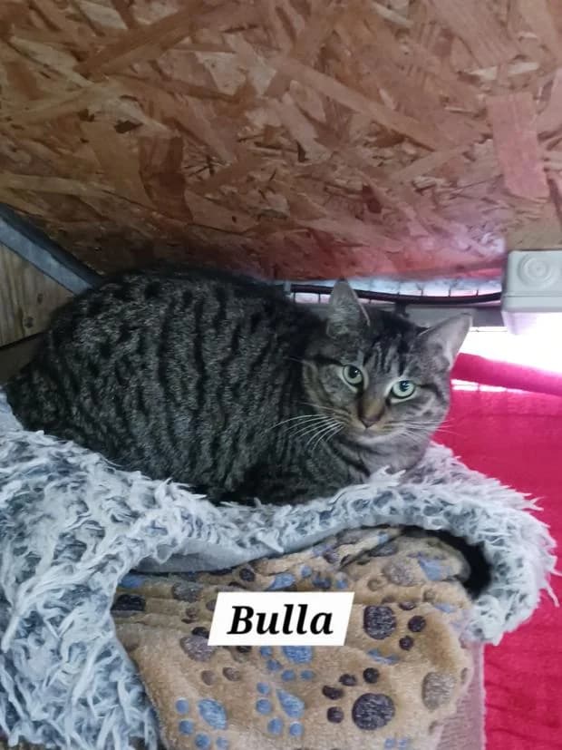 Bulla Alias Ulla, Mixed Breed (Fondation Brigitte Bardot)