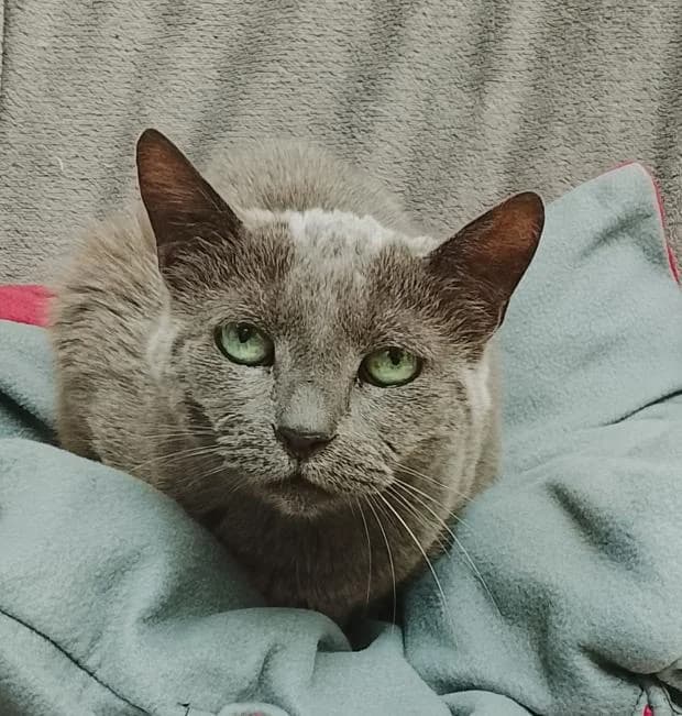 Ava, European Shorthair (Fondation Brigitte Bardot)