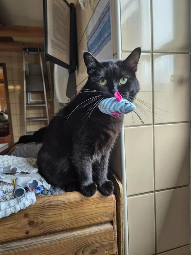 Naia, European Shorthair (Fondation Brigitte Bardot)
