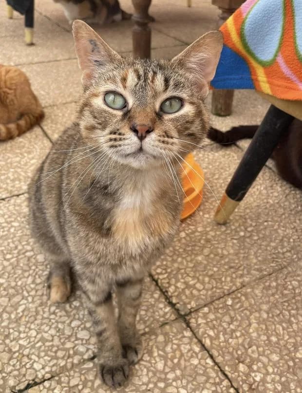 Ambre, European Shorthair (Fondation Brigitte Bardot)