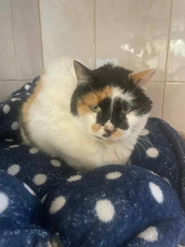 Ildico, European Shorthair (Fondation Brigitte Bardot)