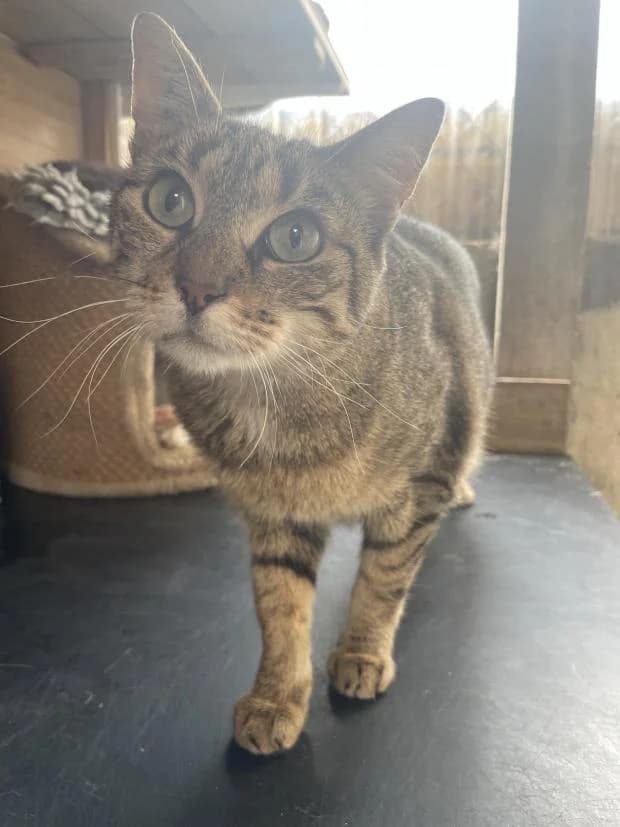 Roxane, European Shorthair (Fondation Brigitte Bardot)