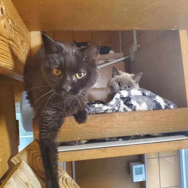 Coca, European Shorthair (Fondation Brigitte Bardot)