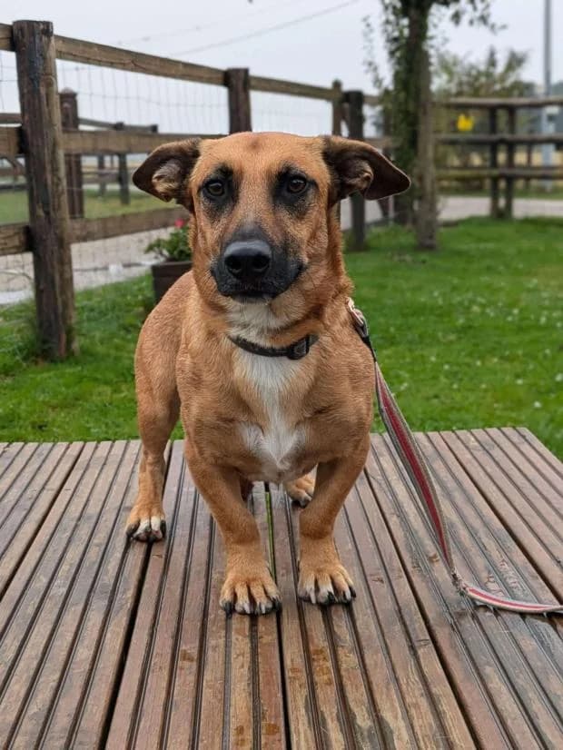 Pop'S, male Mixed Breed for adoption at Fondation Brigitte Bardot, Paris