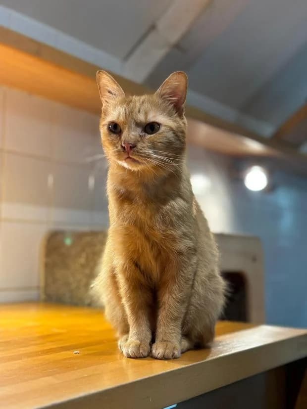 Aslan, European Shorthair (Fondation Brigitte Bardot)