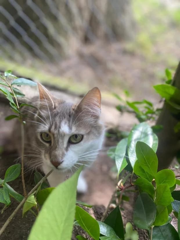 Tallulah, female Mixed Breed for adoption at Fondation Brigitte Bardot, Paris