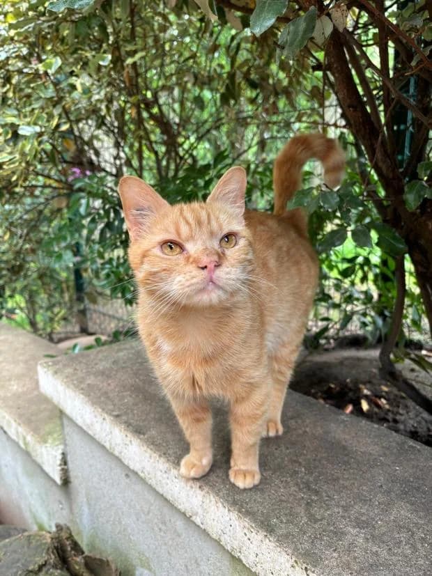 Gandalf, male Mixed Breed for adoption at Fondation Brigitte Bardot, Paris