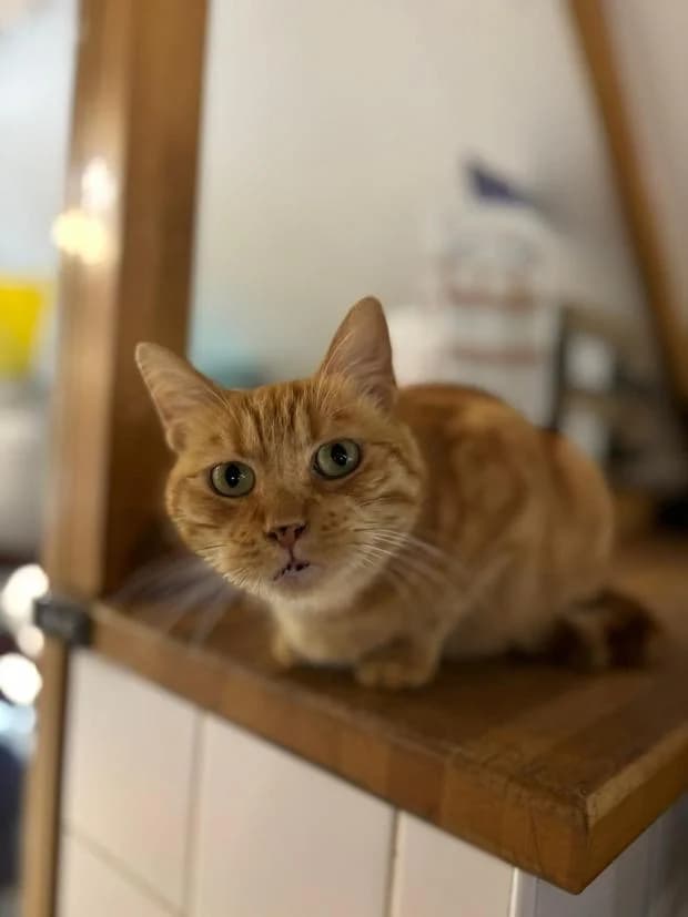 Maiev, Mixed Breed (Fondation Brigitte Bardot)