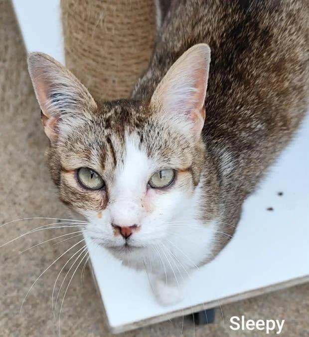 Sleepy, European Shorthair (Fondation Brigitte Bardot)