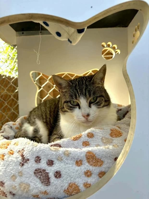 Snoopie, female European Shorthair for adoption at Fondation Brigitte Bardot, Paris