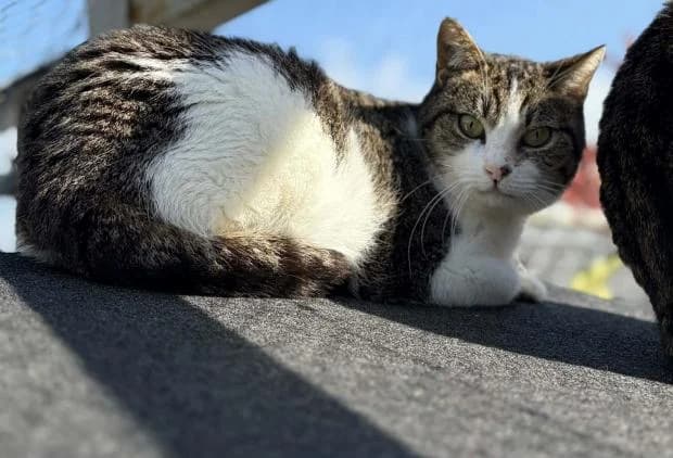 Breizh, female European Shorthair for adoption at Fondation Brigitte Bardot, Paris