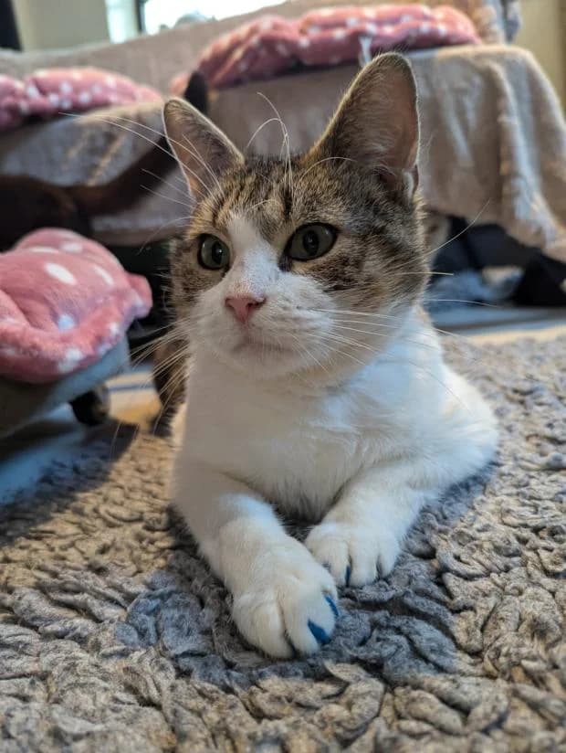 Winky, European Shorthair (Fondation Brigitte Bardot)