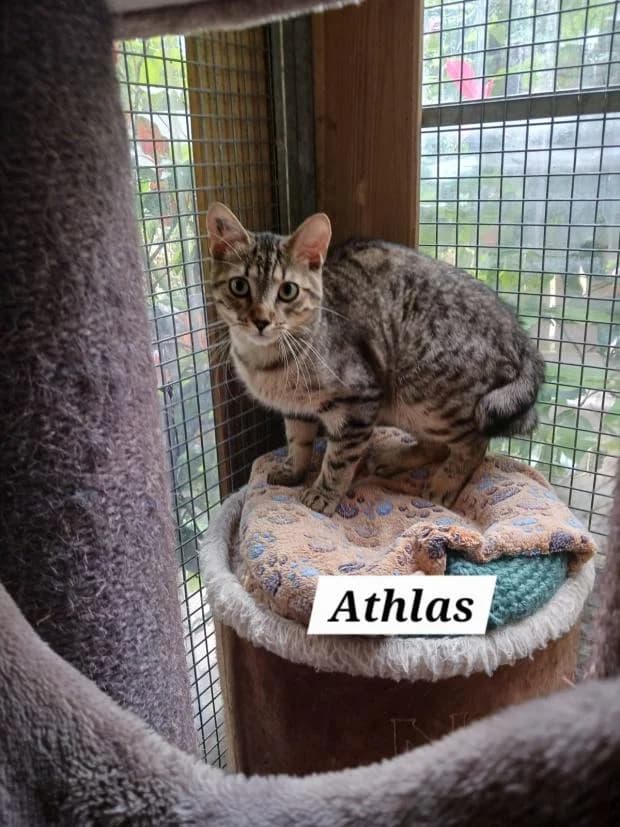 Athlas, European Shorthair (Fondation Brigitte Bardot)
