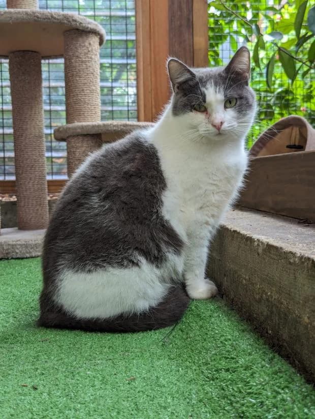 Gina, female European Shorthair for adoption at Fondation Brigitte Bardot, Paris