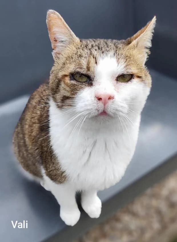 Vali, European Shorthair (Fondation Brigitte Bardot)