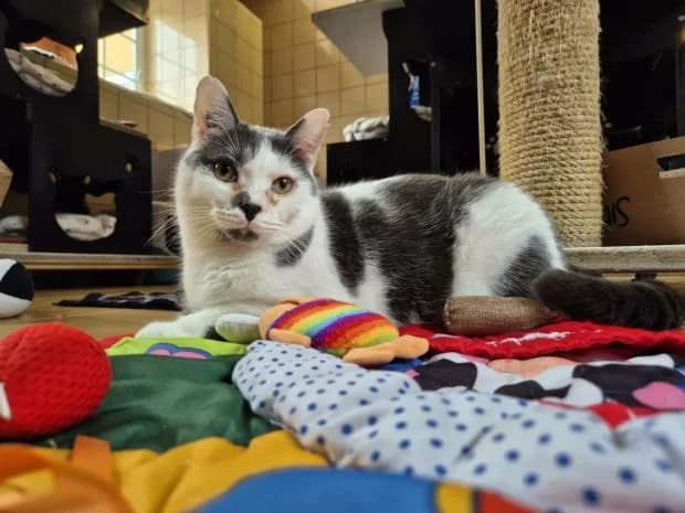 Capucin, male European Shorthair for adoption at Fondation Brigitte Bardot, Paris