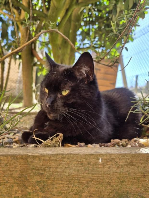 Vera, European Shorthair (Fondation Brigitte Bardot)