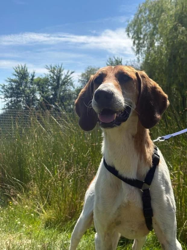 Socrate, male Mixed Breed for adoption at Fondation Brigitte Bardot, Paris