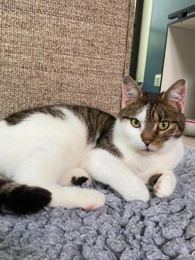 Luffy, male Mixed Breed for adoption at Fondation Brigitte Bardot, Paris