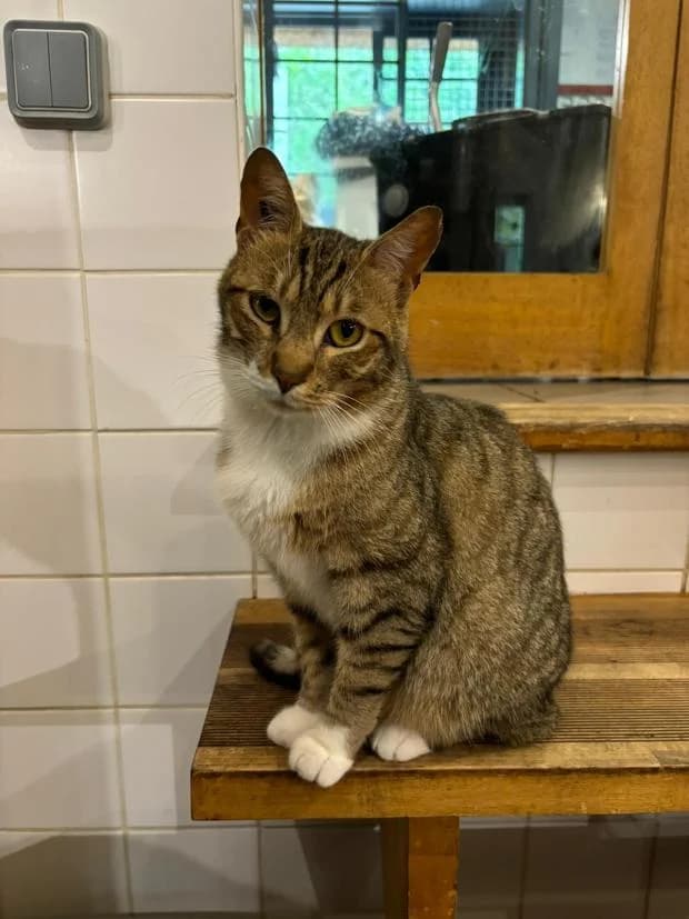 Beckam, European Shorthair (Fondation Brigitte Bardot)