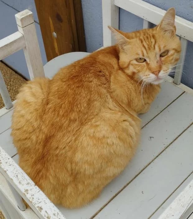 Luxor, European Shorthair (Fondation Brigitte Bardot)