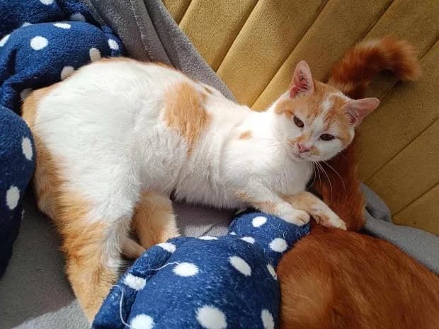 Cumin, male European Shorthair for adoption at Fondation Brigitte Bardot, Paris