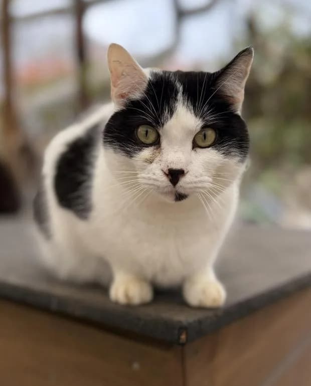 Tonic, European Shorthair (Fondation Brigitte Bardot)