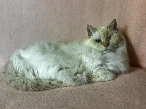 Virgule, female European Shorthair for adoption at Fondation Brigitte Bardot, Paris