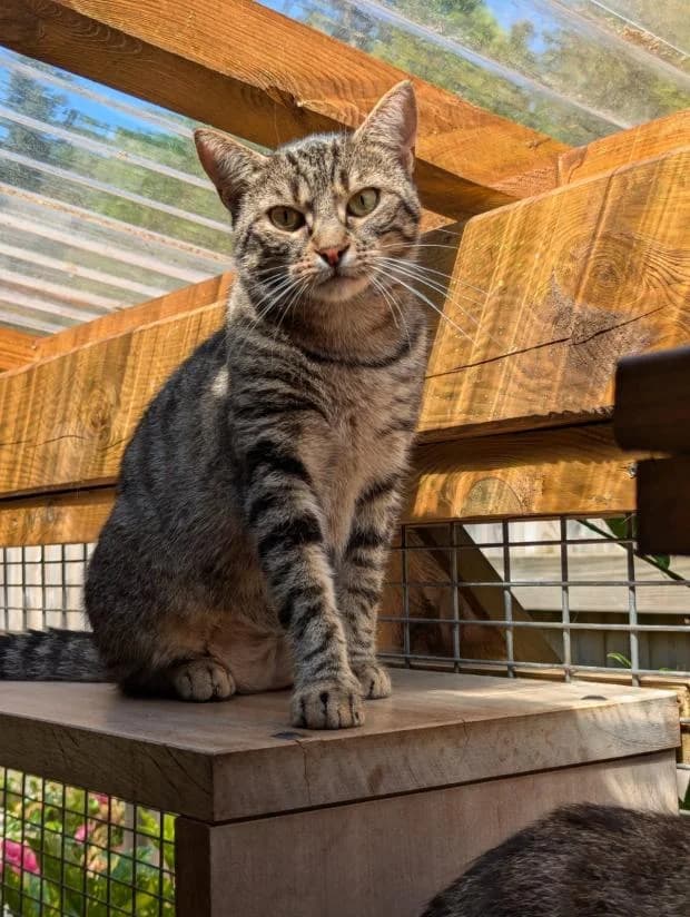 Bonbon, European Shorthair (Fondation Brigitte Bardot)
