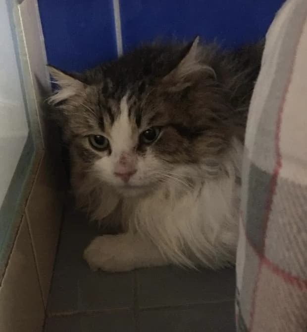 Eden, male European Shorthair for adoption at Fondation Brigitte Bardot, Paris